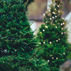 christmas-tree-fragrance